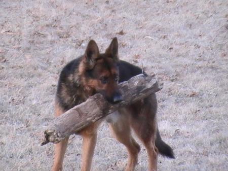 Semper Fidelis von Erzengel