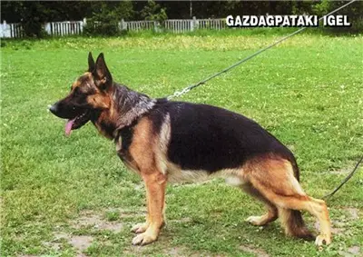 V Gazdaqpataki Igel