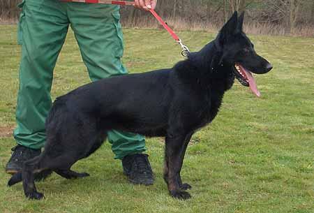 Biggi von der Siebengebirgsperle