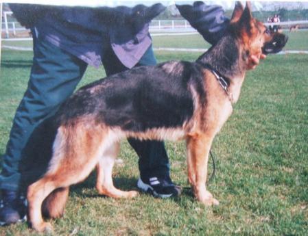 Xandra Fortis Animus