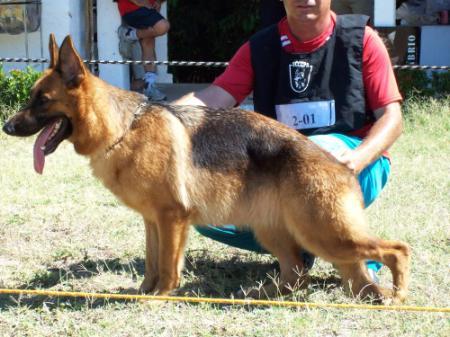 Ibi do Brilho do Alcatraz
