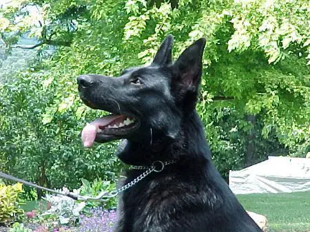 Onyx von der Arcturus