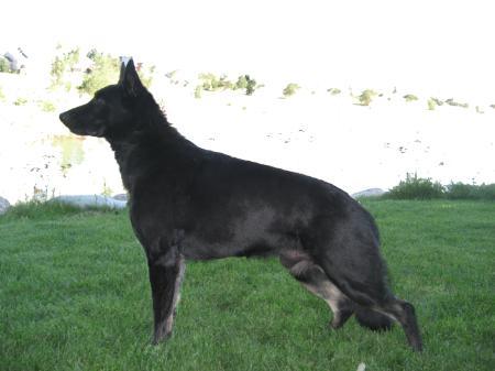 Gillings Milan Hejduk