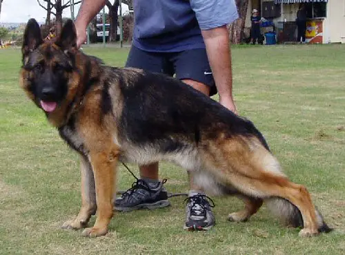 VA Iccara Undercover Agent