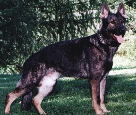 Von Lans-O- Lots Excalibur