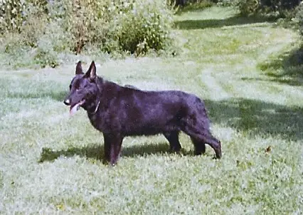 Jeenellyn's Chancellor