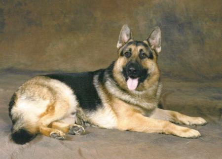 Tripl H Two Toe Dax Strommen