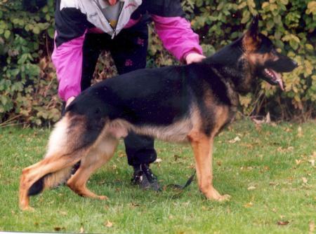 Shinto vom burenswald