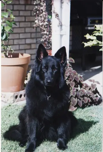 CDX ASSISTANCE DOG Malachi Black Vandal