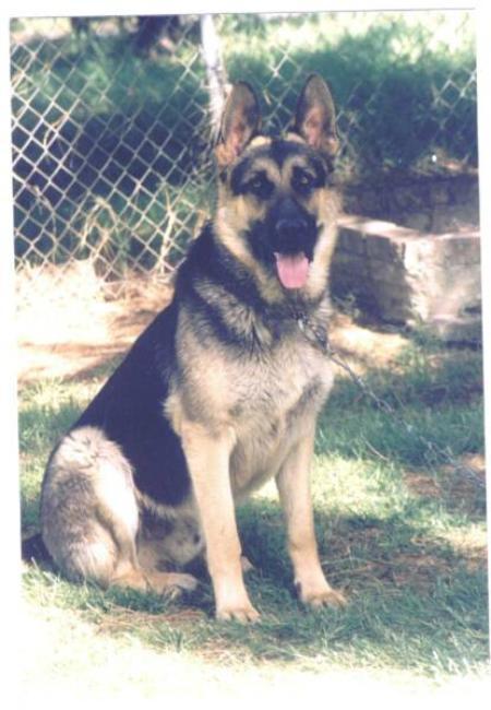 Sir Draco Von Canaan