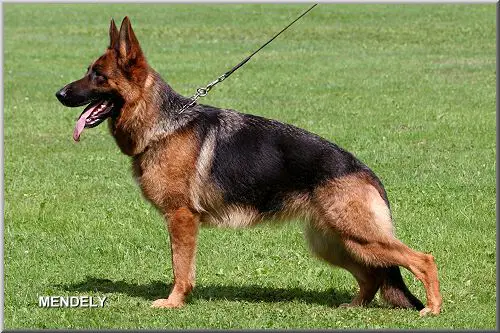 V Romy vom Casselswald