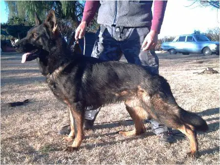 Indio von Haus Vigna