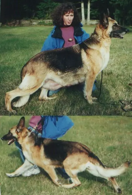 Kingswood's Safari v Rainland