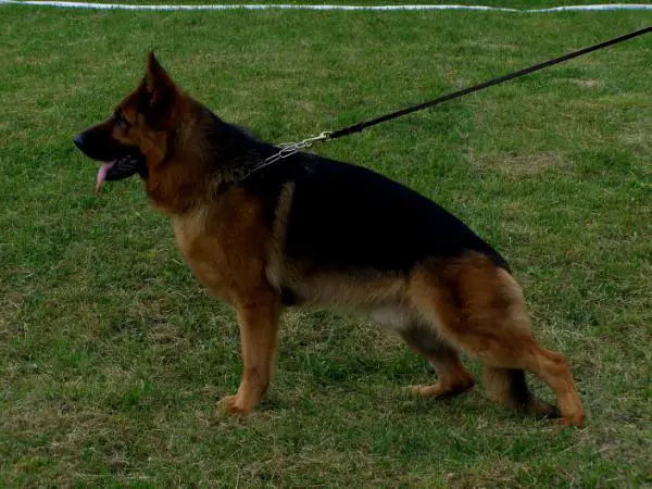 2 X VA1 (SK) Canses vom Suentelstein