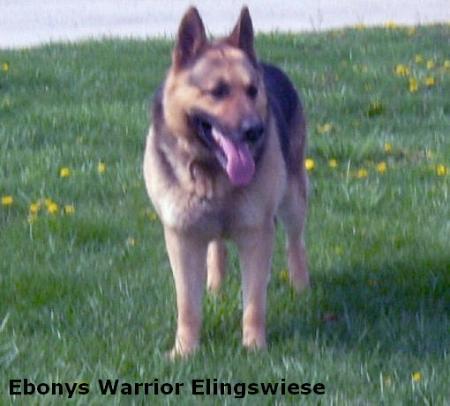 Ebonys Warrior Elingswiese