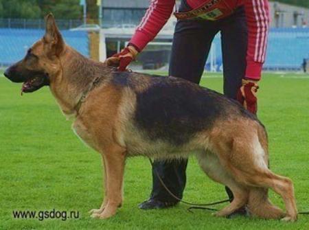 V Yucca-Prima Best Gipfel