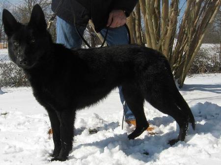 Meike V. Bornheim Wildsau