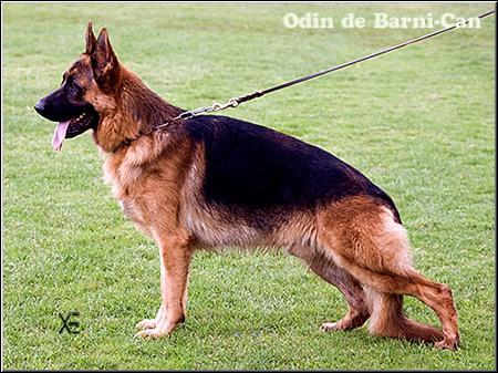 Odin de Barni-Can