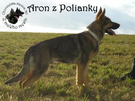 Aron z Polianky