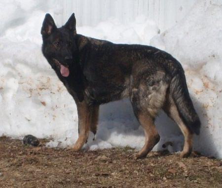 Von Stealth's Alexus