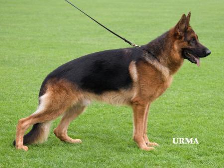 SG Worty vom Osterberger-Land