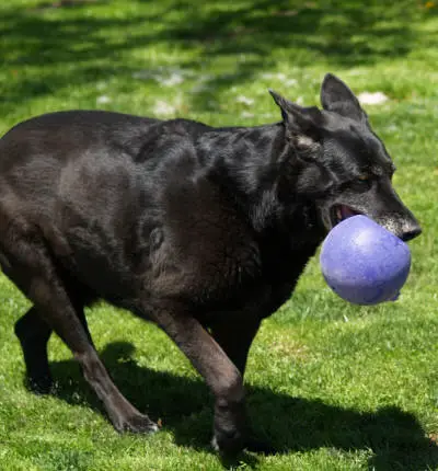 Conny Schwarz Schoneit