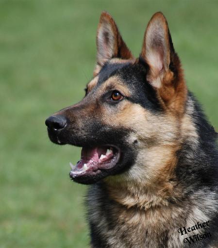 Attila from Walking Arrow