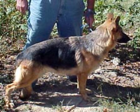 Jellie Liberty Von Brown