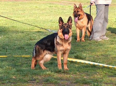 YOUTH PL.CH. Cindy Pasja Piastowa