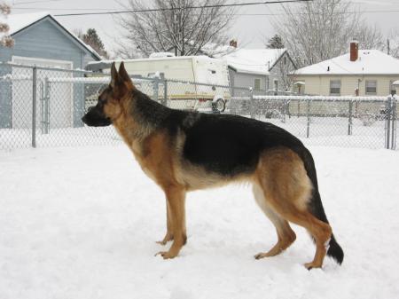 Henna vom Zeder Kamme
