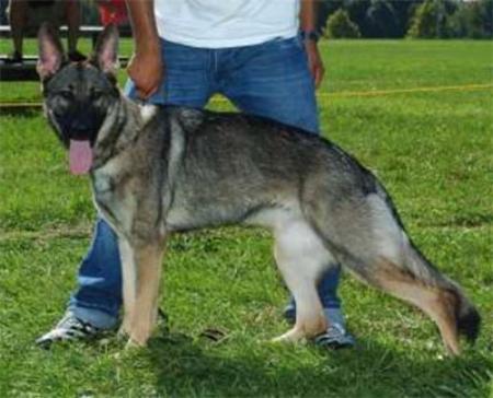 SG Zerlinda vom Leerburg