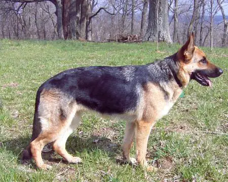 Wilhelmina Harker Von Der Leirer