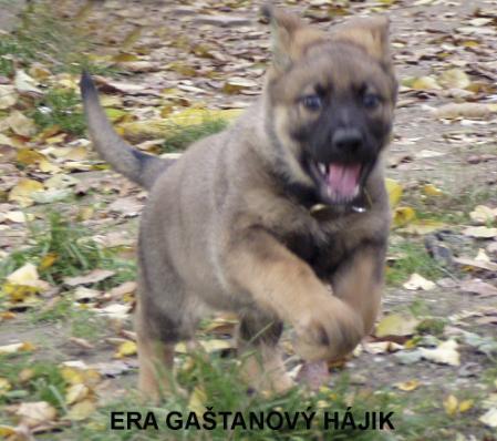 Era Gatanový hájik