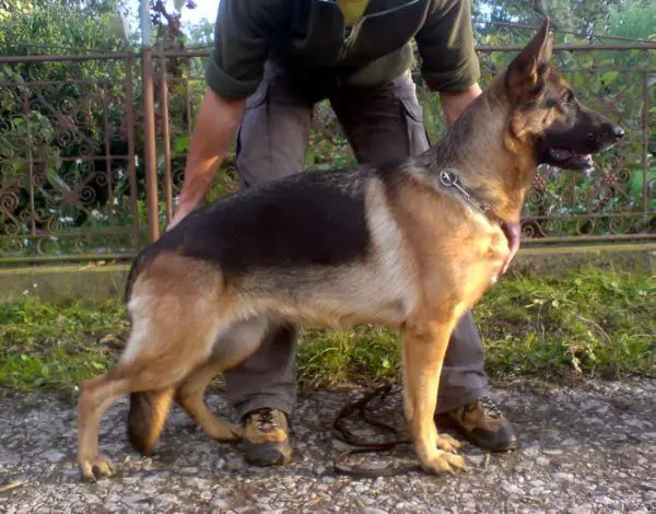 Xinna von Bienenwald