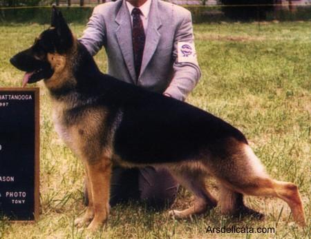 CH Yarmork's Rangler