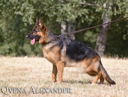 Quena v.d. Alexander-I