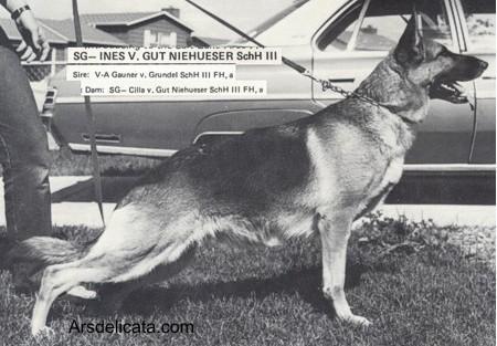 SG Ines vom Gut Niehueser