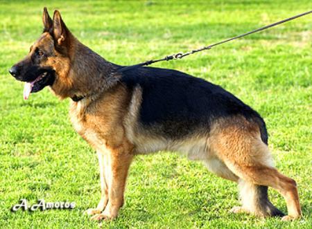 Xanto Del Baix Vinalopo