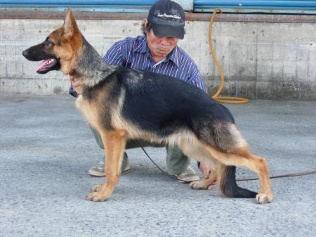 Quinni of Jih Sheng Kennel