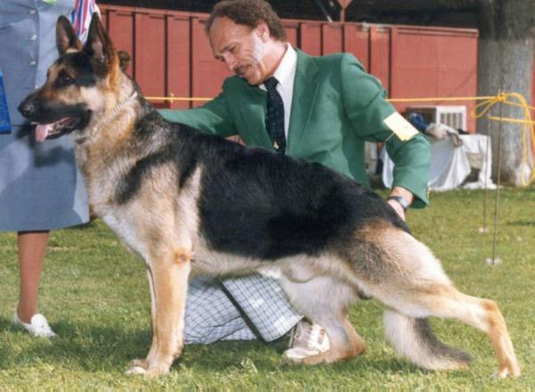 CH (US) Weidor's Teufelberg Sunhawk