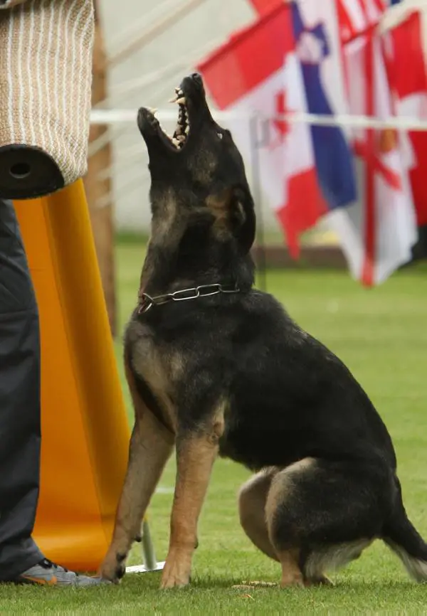 SG Bessy vom Wolfskin