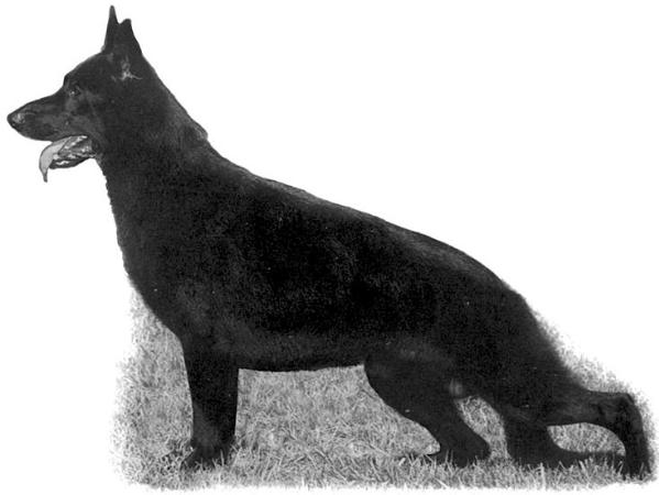 Jerr's-Pinebeach American Jazz