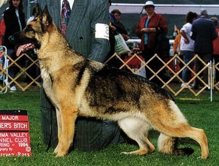 CH (US) Norberge's Allegro Vivace