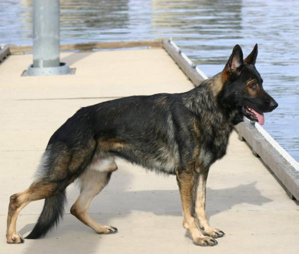 Osyrius SilverKrome GTOVonMarionHaus