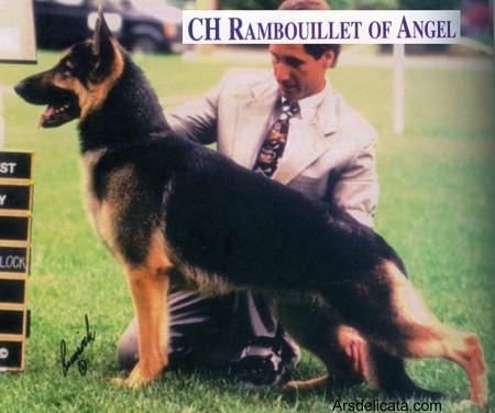 CH (US) Rambouillet of Angel