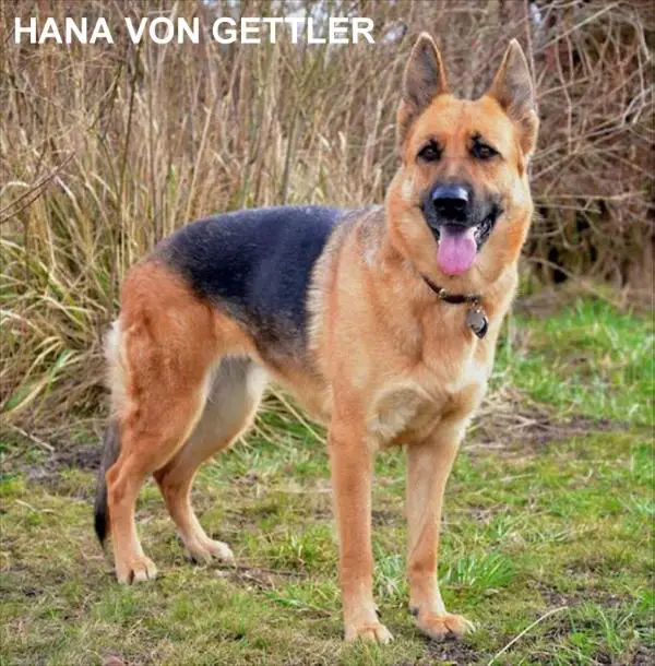 Hana Von Gettler