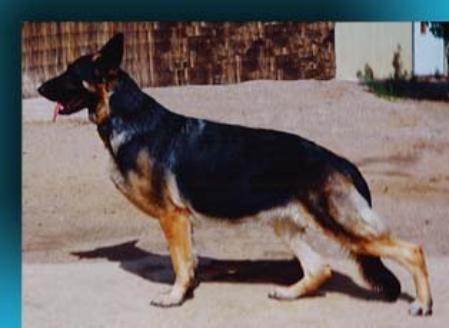 Castlehill's High Gear