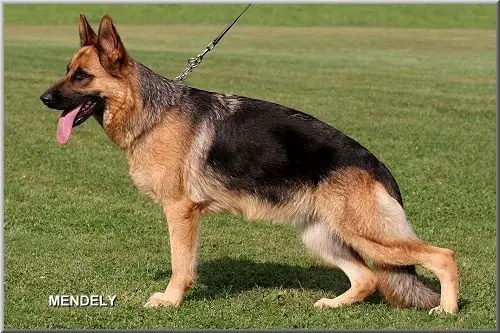 VA3 (US) Quincy von der Biberfalle