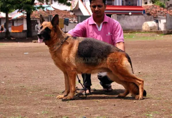 kapsline's kelly of palaeoland