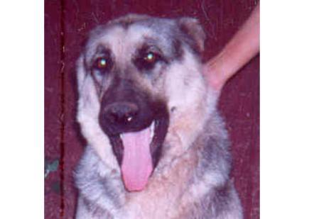 Shayna von Braunhaus